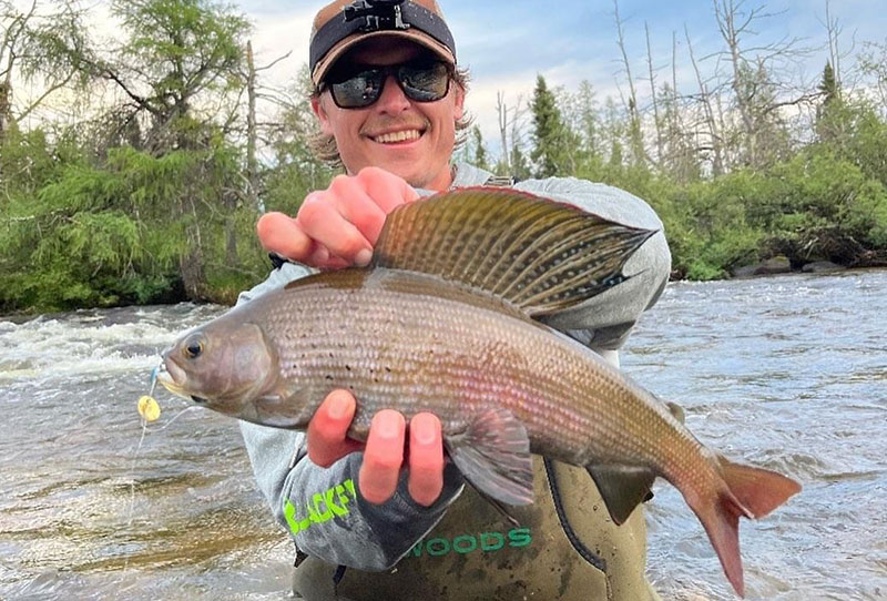 Arctic Grayling